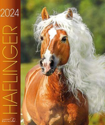 Alle Details zum Kinderbuch Haflinger 2024: Haflinger Pferde und ähnlichen Büchern