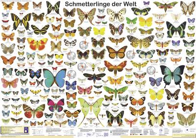 Alle Details zum Kinderbuch Schmetterlinge der Welt (Planet-Poster-Box) und ähnlichen Büchern